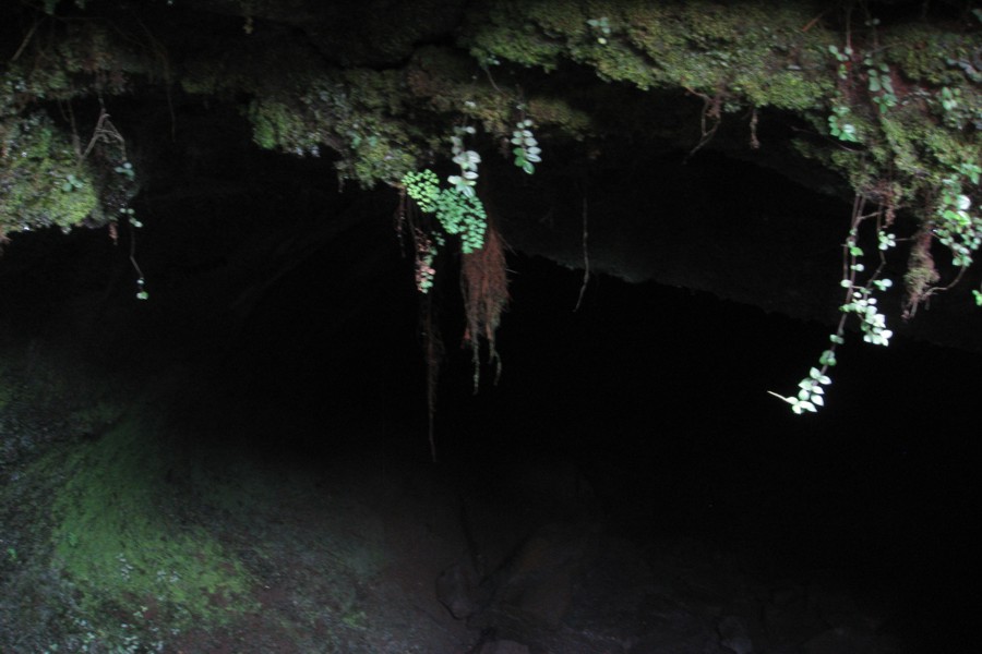 ../image/volcano - thurston lava tube 7.jpg